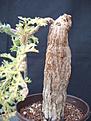 Нажмите на изображение для увеличения.

Название:	Pelargonium triste.jpg
Просмотров:	217
Размер:	70.9 Кб
ID:	382130