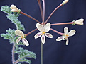 Нажмите на изображение для увеличения.

Название:	Pelargonium triste bl.jpg
Просмотров:	216
Размер:	75.5 Кб
ID:	382131