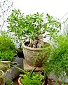 Нажмите на изображение для увеличения.

Название:	adenium807.jpg
Просмотров:	202
Размер:	45.4 Кб
ID:	382150