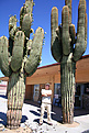 Нажмите на изображение для увеличения.

Название:	Big-Cactus.jpg
Просмотров:	139
Размер:	101.7 Кб
ID:	382179