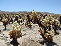 Нажмите на изображение для увеличения.

Название:	Cactus-Garden.jpg
Просмотров:	145
Размер:	119.2 Кб
ID:	382181