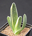 Нажмите на изображение для увеличения.

Название:	Gasteria \'Bob Taylor\'.jpg
Просмотров:	184
Размер:	81.7 Кб
ID:	382191