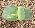 Нажмите на изображение для увеличения.

Название:	Gasteria \'Hiyashi\'s Sun Gold\'.jpg
Просмотров:	167
Размер:	107.6 Кб
ID:	382192