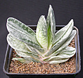 Нажмите на изображение для увеличения.

Название:	Gasteria \'Misusu Fuji\'.jpg
Просмотров:	178
Размер:	86.2 Кб
ID:	382193