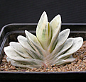 Нажмите на изображение для увеличения.

Название:	Gasteria \'Sakura Fuji\'.jpg
Просмотров:	176
Размер:	75.7 Кб
ID:	382194