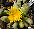 Нажмите на изображение для увеличения.

Название:	Glottiphyllum_oligocarpum_IMG_2522.jpg
Просмотров:	182
Размер:	144.3 Кб
ID:	382196