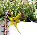 Нажмите на изображение для увеличения.

Название:	Orbeopsis_caudata_subsp_rhodesiaca_IMG_2527.jpg
Просмотров:	178
Размер:	109.2 Кб
ID:	382198