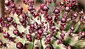 Нажмите на изображение для увеличения.

Название:	Euphorbia_horrida_IMG_1027.jpg
Просмотров:	199
Размер:	119.8 Кб
ID:	382199