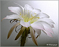 Нажмите на изображение для увеличения.

Название:	Echinopsis_subdenudatum_20070915_1b.jpg
Просмотров:	141
Размер:	82.0 Кб
ID:	382227