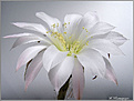 Нажмите на изображение для увеличения.

Название:	Echinopsis_subdenudatum_20070915a.jpg
Просмотров:	158
Размер:	72.8 Кб
ID:	382228