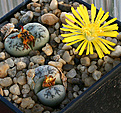 Нажмите на изображение для увеличения.

Название:	Lithops_werneri_IMG_2861.jpg
Просмотров:	215
Размер:	119.1 Кб
ID:	382275