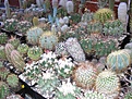 Нажмите на изображение для увеличения.

Название:	P1010106.JPG
Просмотров:	255
Размер:	126.6 Кб
ID:	382276