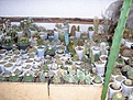 Нажмите на изображение для увеличения.

Название:	P1010123.jpg
Просмотров:	259
Размер:	104.2 Кб
ID:	382278