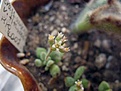 Нажмите на изображение для увеличения.

Название:	Crassula ausensis ssp. titanopsis.jpg
Просмотров:	213
Размер:	36.0 Кб
ID:	382301