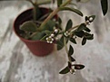 Нажмите на изображение для увеличения.

Название:	Crassula picturata.jpg
Просмотров:	224
Размер:	32.5 Кб
ID:	382302