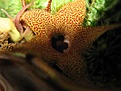 Нажмите на изображение для увеличения.

Название:	Huernia pillansii .jpg
Просмотров:	213
Размер:	41.7 Кб
ID:	382303