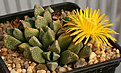 Нажмите на изображение для увеличения.

Название:	Aloinopsis_orpenii_Postmasburg_IMG_3229.jpg
Просмотров:	180
Размер:	79.4 Кб
ID:	382338