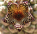 Нажмите на изображение для увеличения.

Название:	flower.jpg
Просмотров:	187
Размер:	92.7 Кб
ID:	382358