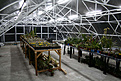 Нажмите на изображение для увеличения.

Название:	Greenhause_IMG_7482.jpg
Просмотров:	464
Размер:	73.6 Кб
ID:	382374
