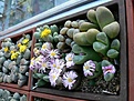 Нажмите на изображение для увеличения.

Название:	P1030938__.jpg
Просмотров:	185
Размер:	50.0 Кб
ID:	382449