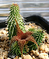 Нажмите на изображение для увеличения.

Название:	Huernia_pillansii_IMG_3539.jpg
Просмотров:	184
Размер:	100.8 Кб
ID:	382452