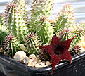 Нажмите на изображение для увеличения.

Название:	Huernia_pillansii_IMG_3551.jpg
Просмотров:	188
Размер:	108.4 Кб
ID:	382453