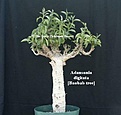 Нажмите на изображение для увеличения.

Название:	adansonia bonsai.jpg
Просмотров:	197
Размер:	35.4 Кб
ID:	382463