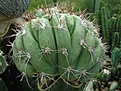 Нажмите на изображение для увеличения.

Название:	DSCN3194.jpg
Просмотров:	2010
Размер:	20.4 Кб
ID:	382477