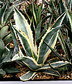 Нажмите на изображение для увеличения.

Название:	Agave_americana_marginata-aurea_IMG_3683.jpg
Просмотров:	999
Размер:	118.1 Кб
ID:	382536