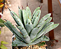 Нажмите на изображение для увеличения.

Название:	Agave_macroacantha_IMG_3614.jpg
Просмотров:	1081
Размер:	64.3 Кб
ID:	382538
