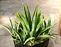 Нажмите на изображение для увеличения.

Название:	Agave_ixtli_IMG_3706.jpg
Просмотров:	1071
Размер:	92.7 Кб
ID:	382539