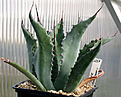 Нажмите на изображение для увеличения.

Название:	Agave_durangensis_IMG_3659.jpg
Просмотров:	1001
Размер:	57.1 Кб
ID:	382541