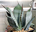 Нажмите на изображение для увеличения.

Название:	Agave_flexispina_IMG_3645.jpg
Просмотров:	1015
Размер:	61.9 Кб
ID:	382542