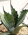Нажмите на изображение для увеличения.

Название:	Agave_salmiana_var_ferox_IMG_3685.jpg
Просмотров:	1033
Размер:	79.4 Кб
ID:	382543