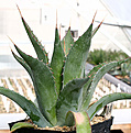 Нажмите на изображение для увеличения.

Название:	Agave_shawii_IMG_3671.jpg
Просмотров:	1049
Размер:	66.3 Кб
ID:	382544
