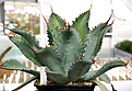 Нажмите на изображение для увеличения.

Название:	Agave_potatorum_var_verschaffeltii_IMG_3668.jpg
Просмотров:	1012
Размер:	55.9 Кб
ID:	382545
