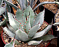 Нажмите на изображение для увеличения.

Название:	Agave_parrasana_IMG_3601.jpg
Просмотров:	1003
Размер:	84.4 Кб
ID:	382547