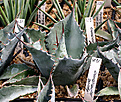 Нажмите на изображение для увеличения.

Название:	Agave_parrasana_IMG_3647.jpg
Просмотров:	701
Размер:	87.0 Кб
ID:	382548