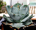 Нажмите на изображение для увеличения.

Название:	Agave_isthmensis_IMG_3619.jpg
Просмотров:	1046
Размер:	60.1 Кб
ID:	382549