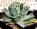 Нажмите на изображение для увеличения.

Название:	Agave_isthmensis_IMG_3622.jpg
Просмотров:	1009
Размер:	64.4 Кб
ID:	382550