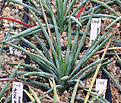 Нажмите на изображение для увеличения.

Название:	Agave_stricta_v_nana_IMG_3730.jpg
Просмотров:	988
Размер:	134.7 Кб
ID:	382552