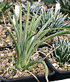 Нажмите на изображение для увеличения.

Название:	Agave_echinoides_IMG_3726.jpg
Просмотров:	998
Размер:	116.3 Кб
ID:	382553