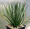 Нажмите на изображение для увеличения.

Название:	Agave_geminiflora_IMG_3656.jpg
Просмотров:	1067
Размер:	84.1 Кб
ID:	382554