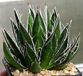 Нажмите на изображение для увеличения.

Название:	Agave_schidigera_IMG_3641.jpg
Просмотров:	1014
Размер:	83.3 Кб
ID:	382557