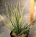 Нажмите на изображение для увеличения.

Название:	Agave_schottii_IMG_3700.jpg
Просмотров:	1005
Размер:	86.6 Кб
ID:	382560