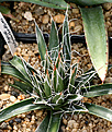 Нажмите на изображение для увеличения.

Название:	Agave_polianthiflora_IMG_3626.jpg
Просмотров:	1023
Размер:	101.8 Кб
ID:	382561