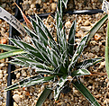 Нажмите на изображение для увеличения.

Название:	Agave_toumeyana_ssp_bella_IMG_3625.jpg
Просмотров:	1001
Размер:	112.0 Кб
ID:	382562