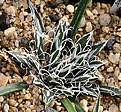 Нажмите на изображение для увеличения.

Название:	Agave_parviflora_IMG_3624.jpg
Просмотров:	1072
Размер:	113.3 Кб
ID:	382563