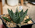 Нажмите на изображение для увеличения.

Название:	Agave_utahensis_eborispina_IMG_3636.jpg
Просмотров:	1030
Размер:	60.5 Кб
ID:	382564