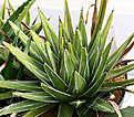 Нажмите на изображение для увеличения.

Название:	Agave_victoriae-reginae_fernandi-regis_IMG_3690.jpg
Просмотров:	1158
Размер:	87.0 Кб
ID:	382566